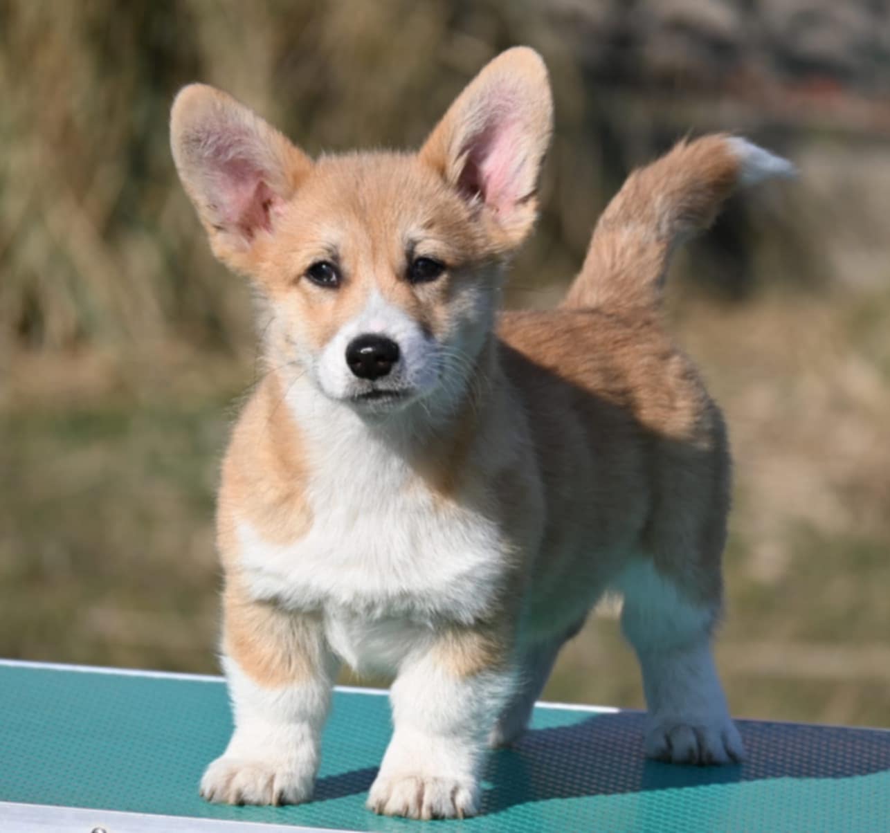 Velski korgi/Welsh Corgi Pembroke POVOLJNO