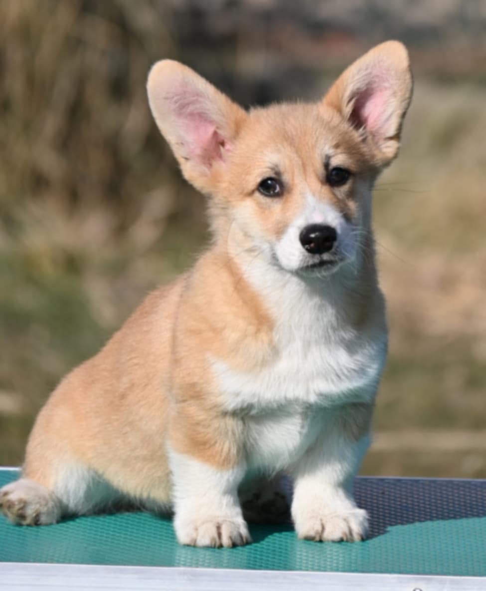 Velski korgi/Welsh Corgi Pembroke POVOLJNO