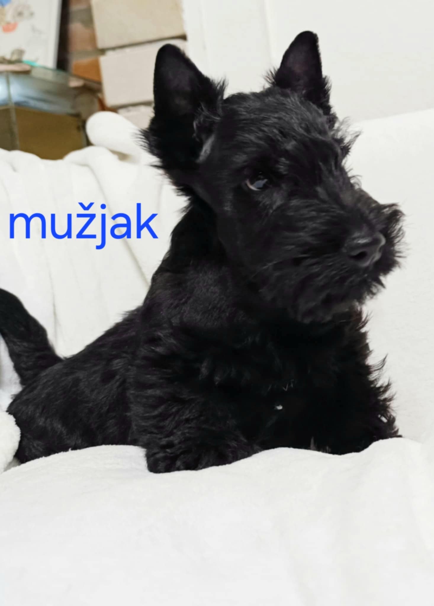 Škotski terijer štenci