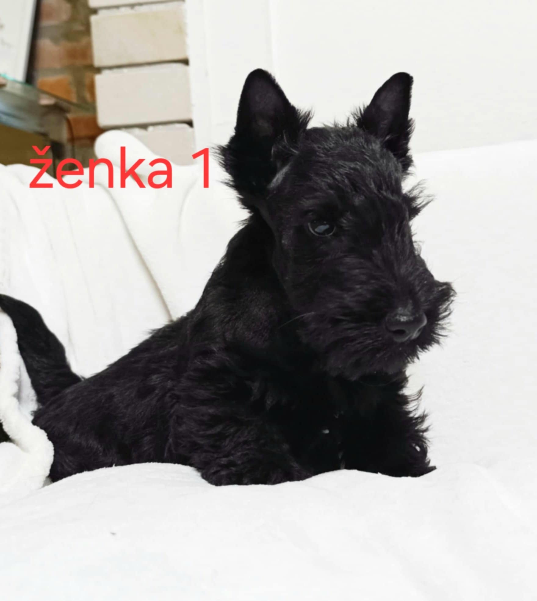 Škotski terijer štenci