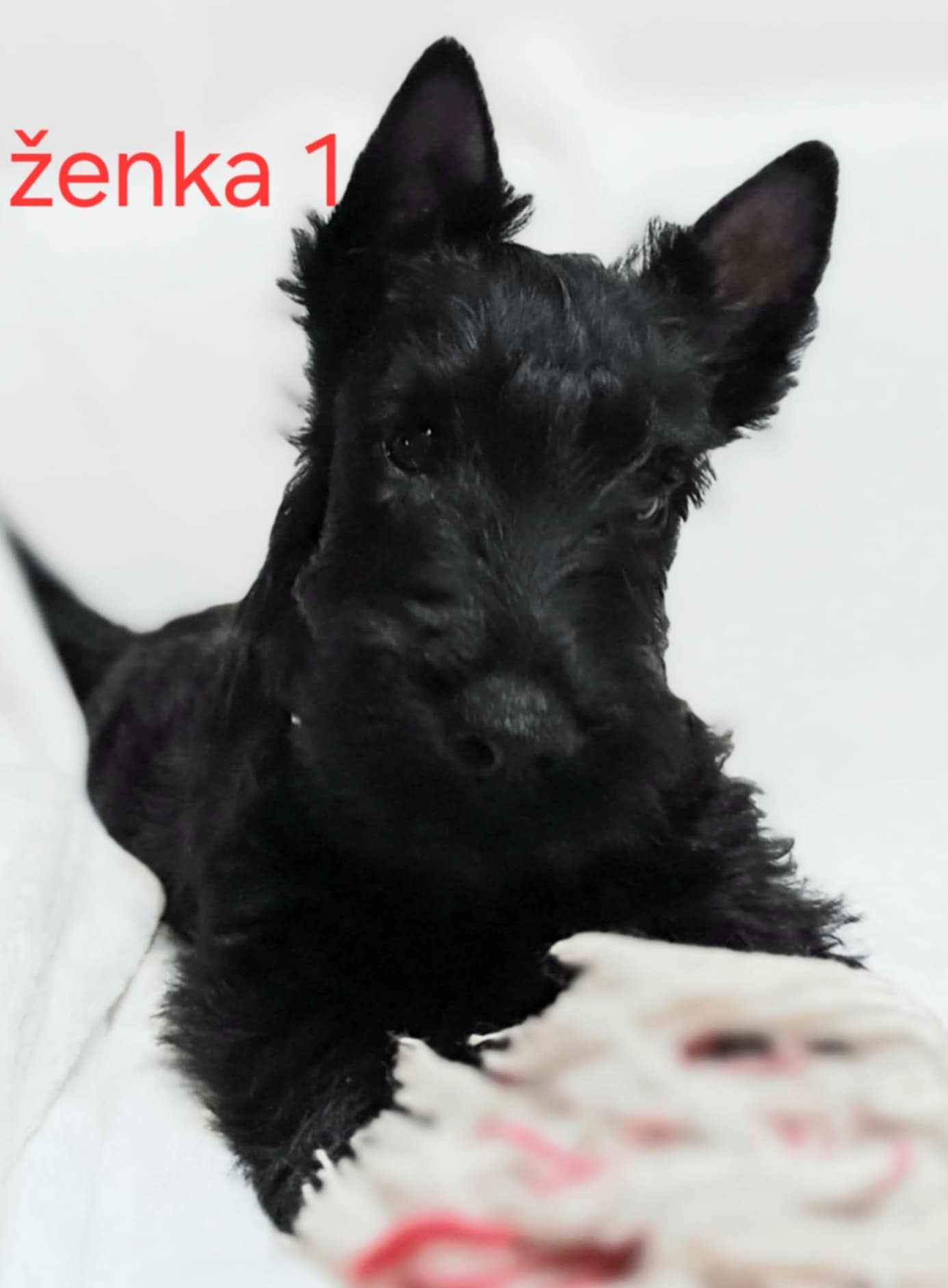 Škotski terijer štenci