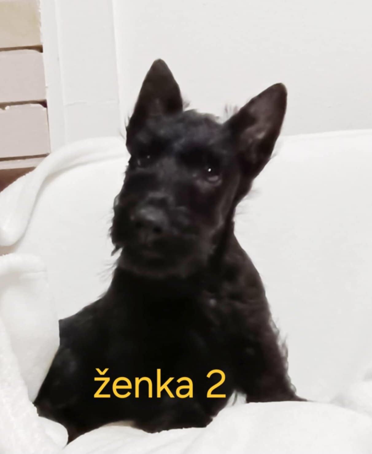 Škotski terijer štenci
