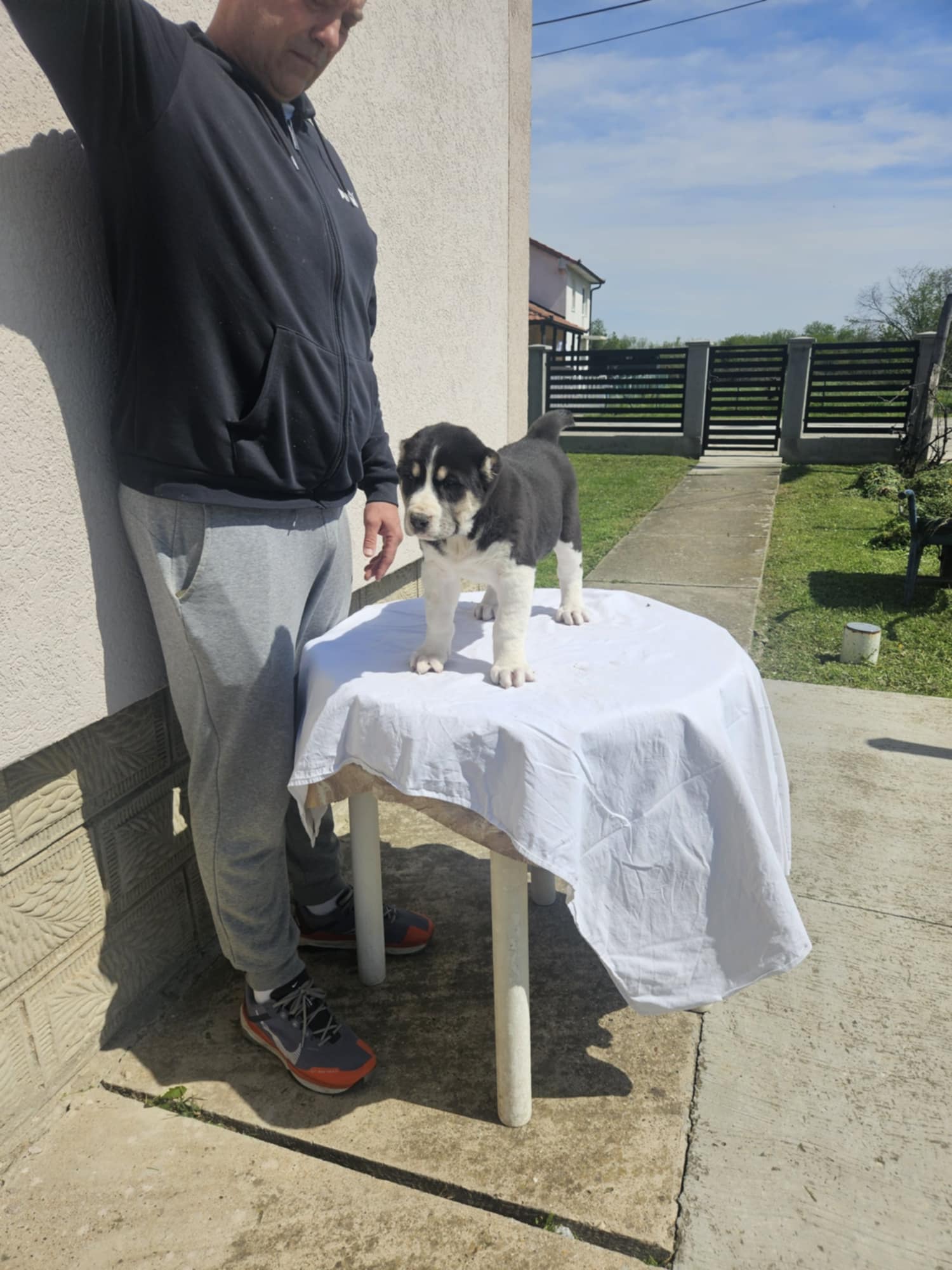 Srednjeazijski ovčar VRHUNSKI štenci