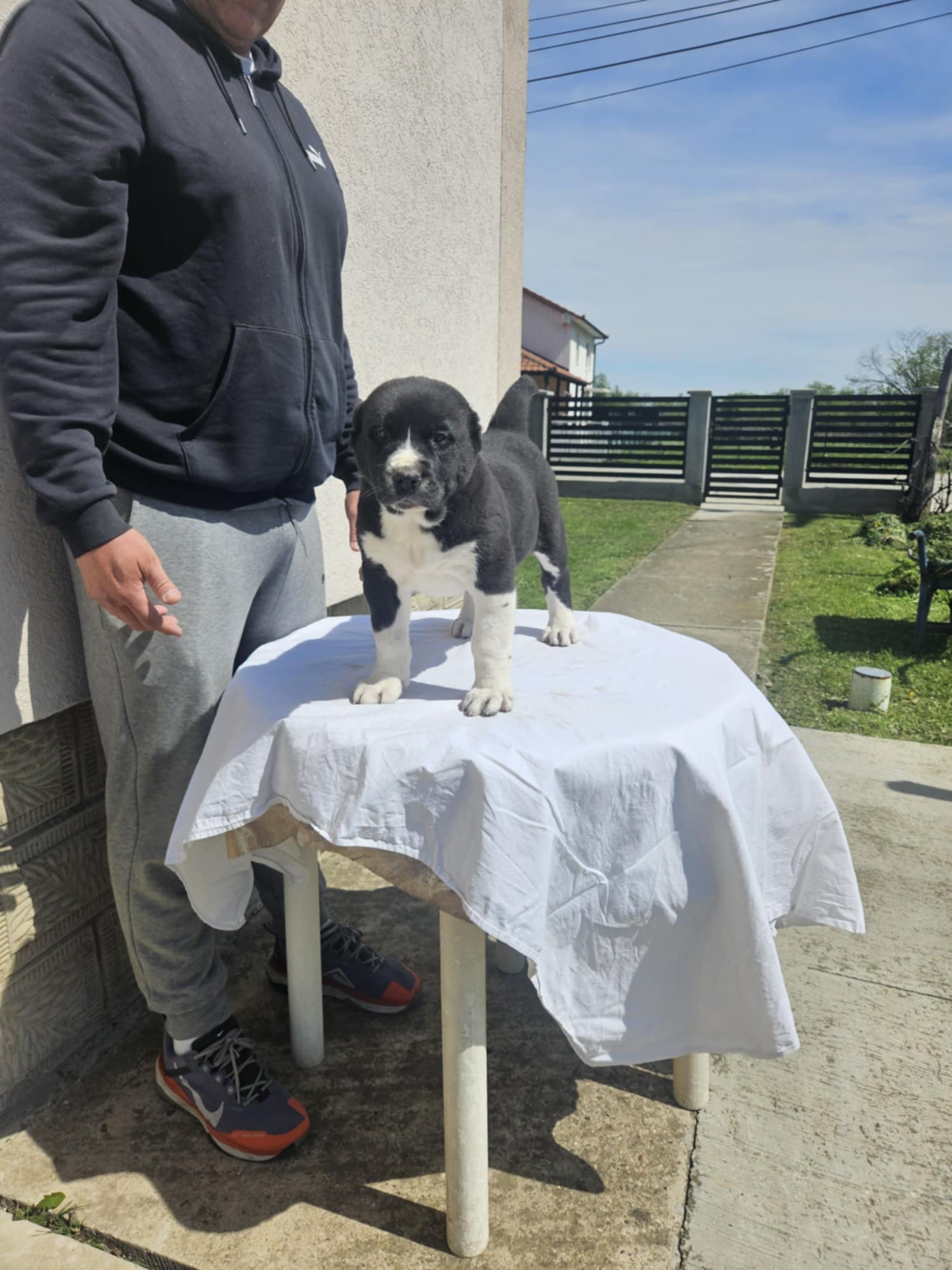 Srednjeazijski ovčar VRHUNSKI štenci
