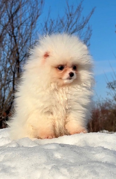 Pomeranac beli i krem