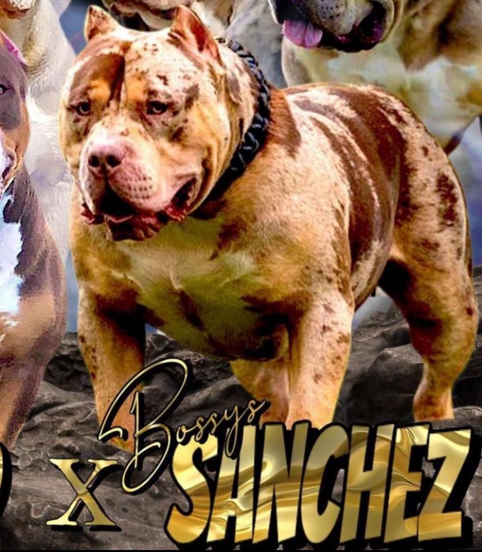 American Bully XL, Američki Buli štenci