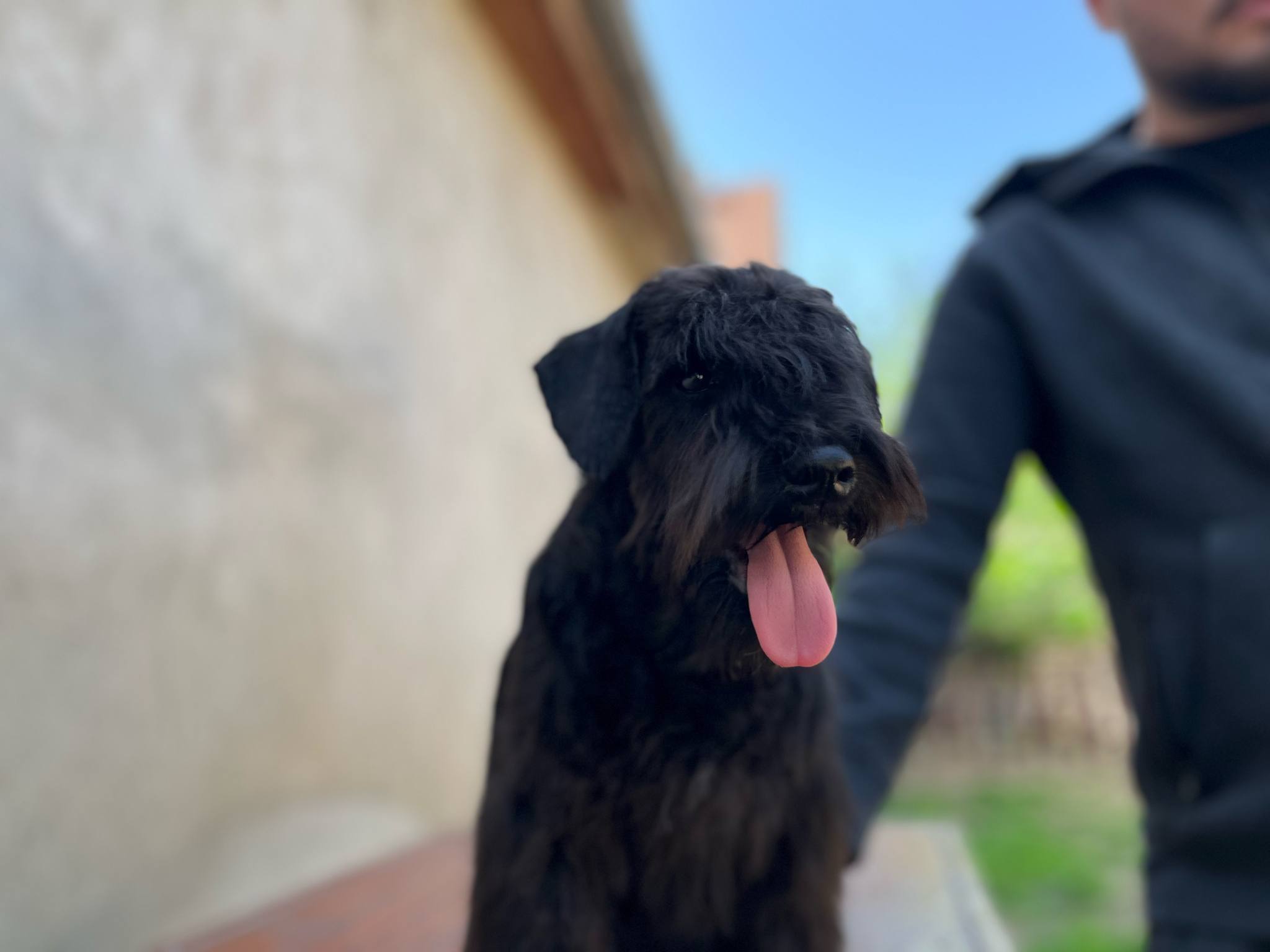Patuljasti šnaucer štenci