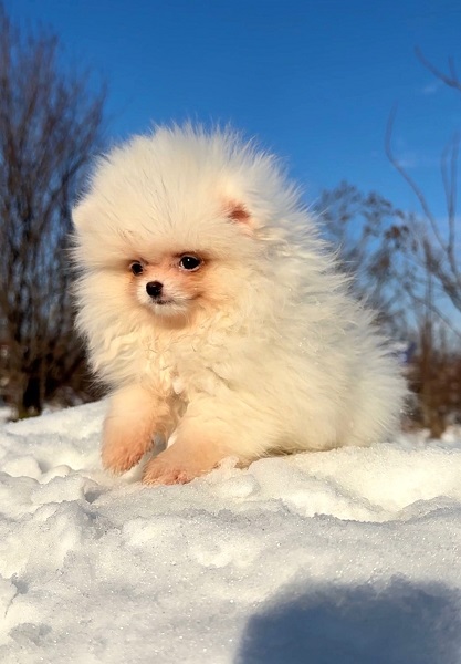 Pomeranac beli i krem