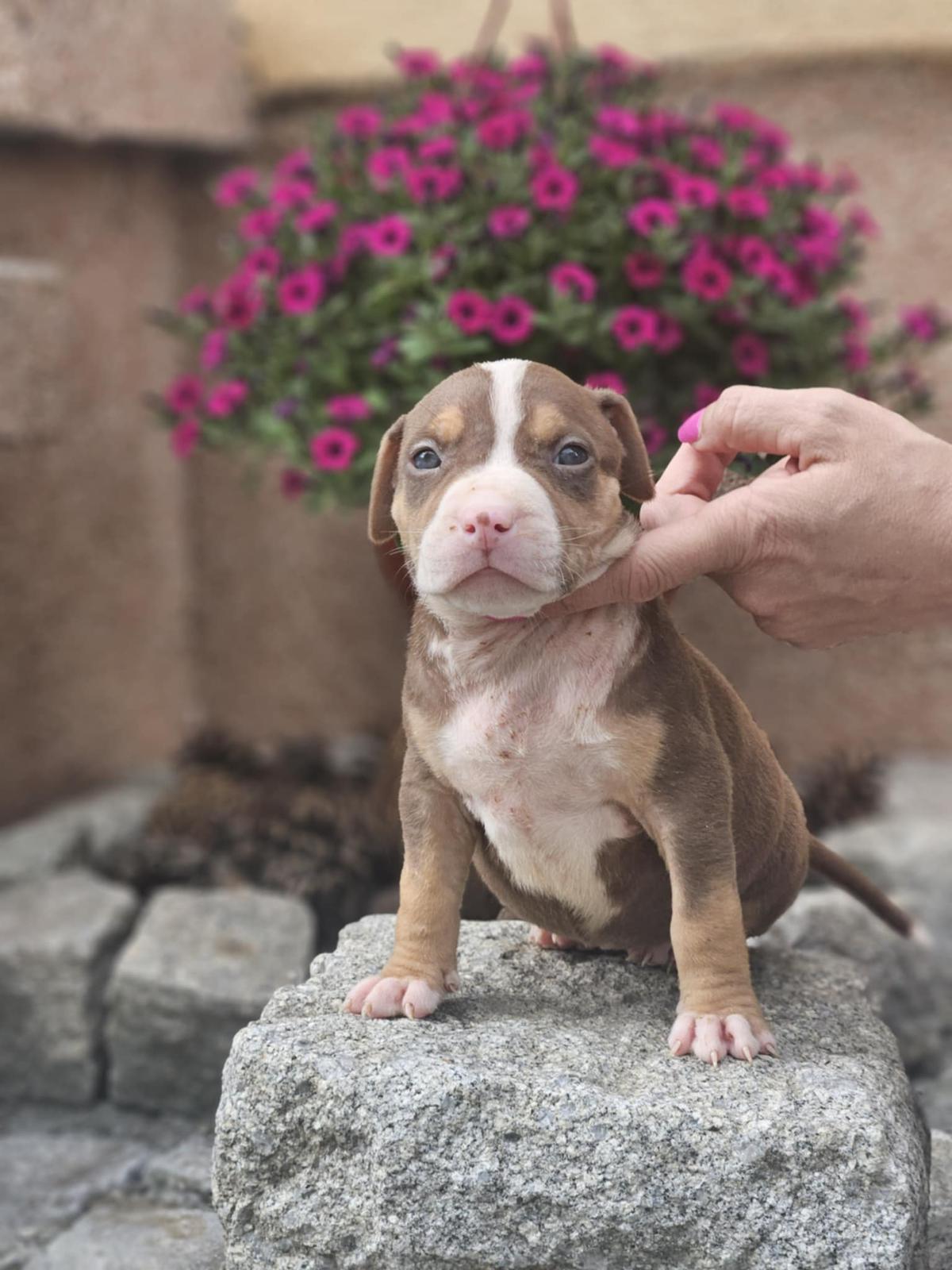 American Bully XL, Američki Buli štenci