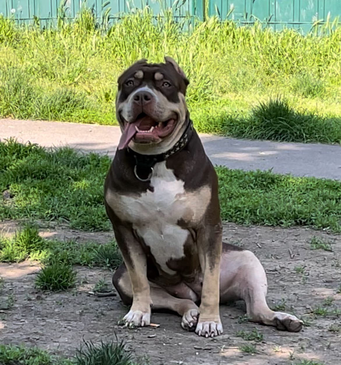 American Bully XL, Američki Buli štenci