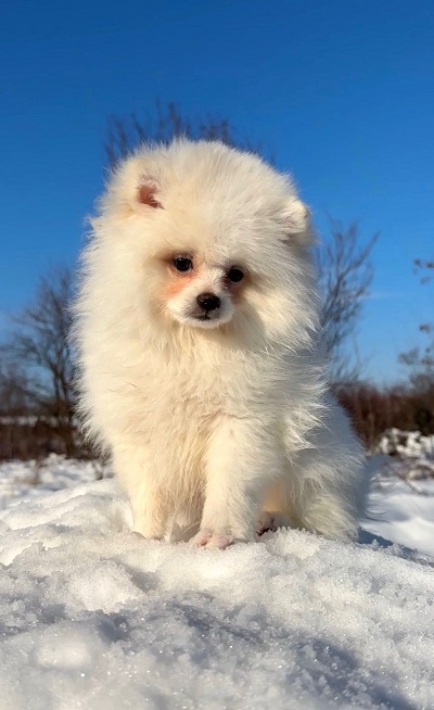 Pomeranac beli i krem