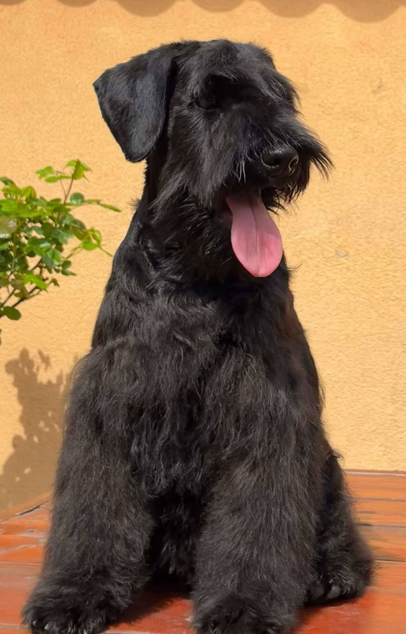 Patuljasti šnaucer štenci