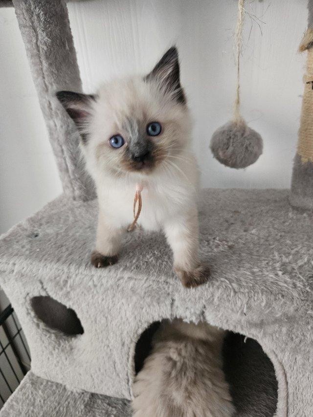 Ragdoll kittens ready to leave now