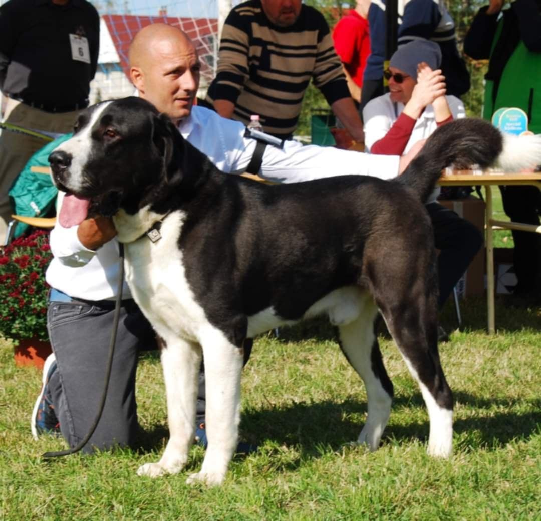 Srednjeazijski ovčar VRHUNSKI štenci