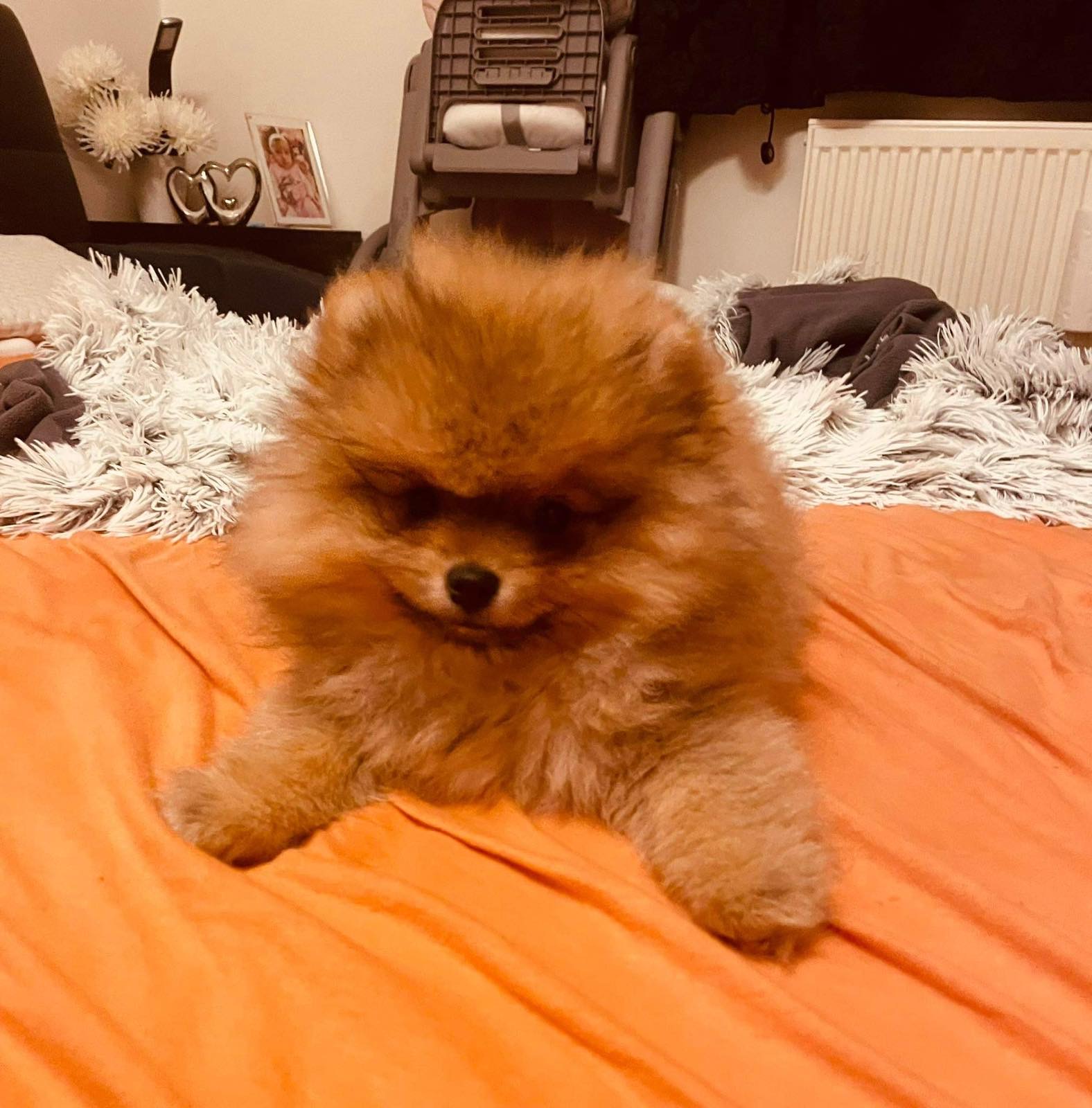 Predivni štenci pomeranaca 