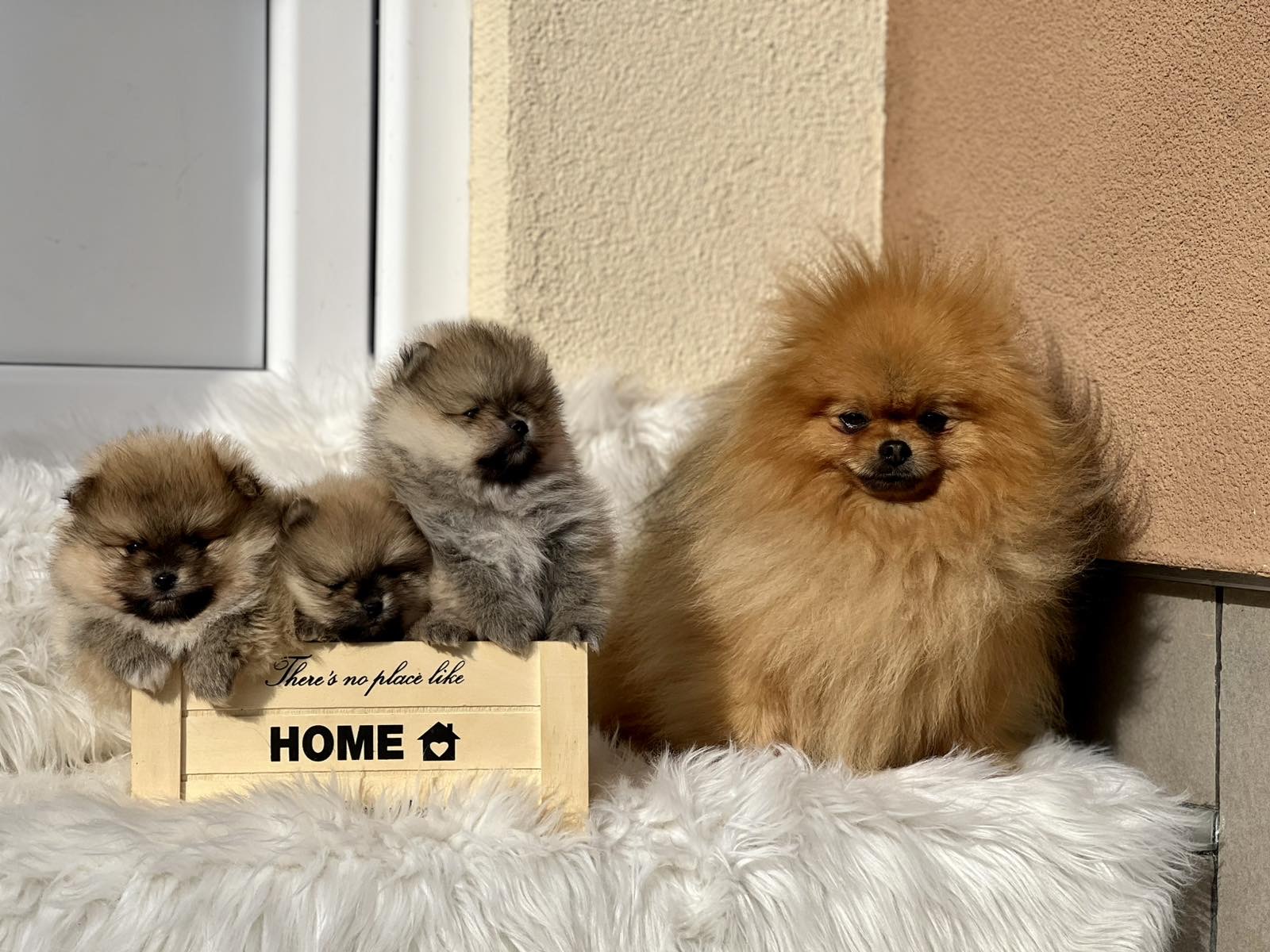 Predivni štenci pomeranaca 