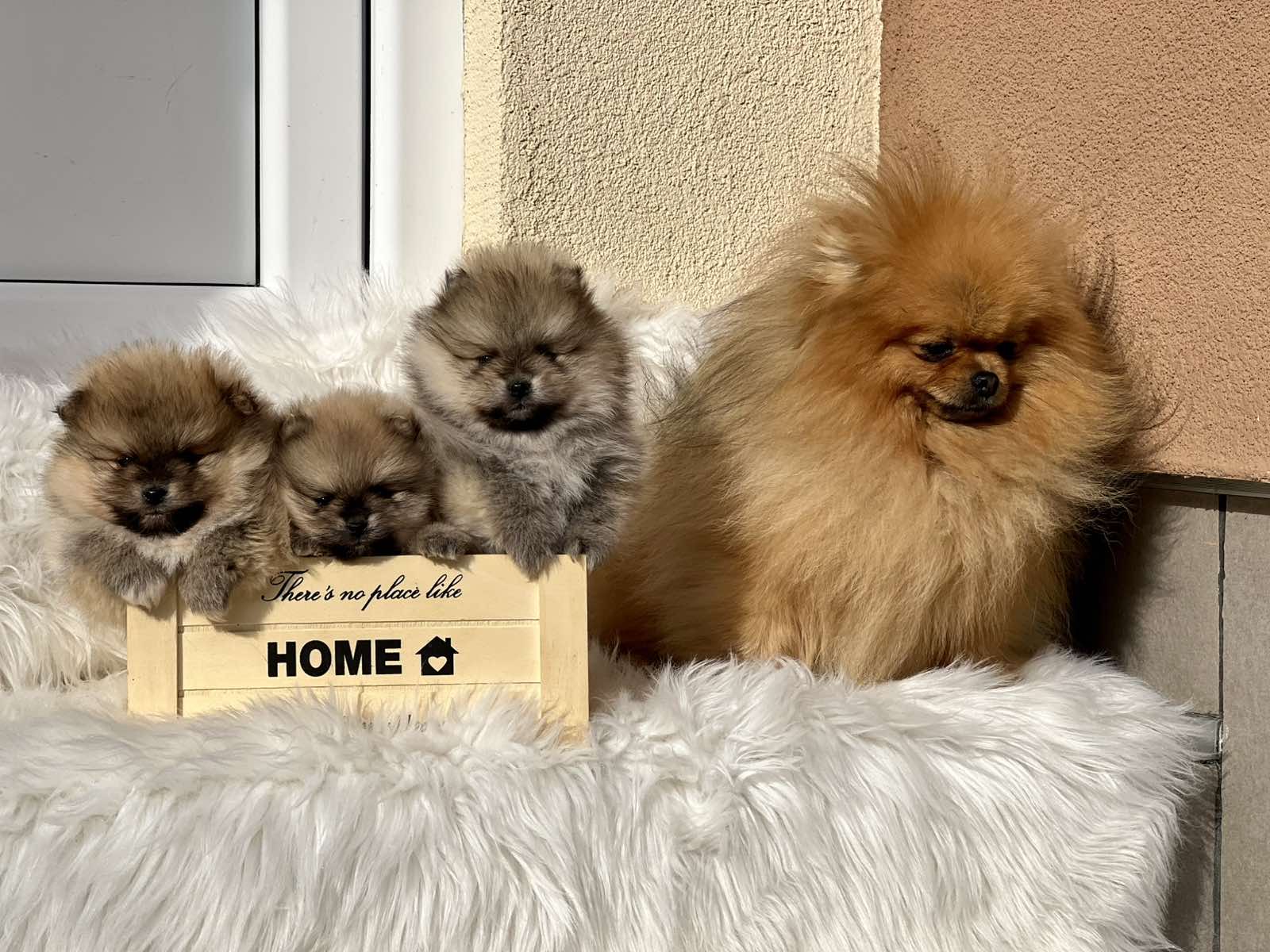 Predivni štenci pomeranaca 