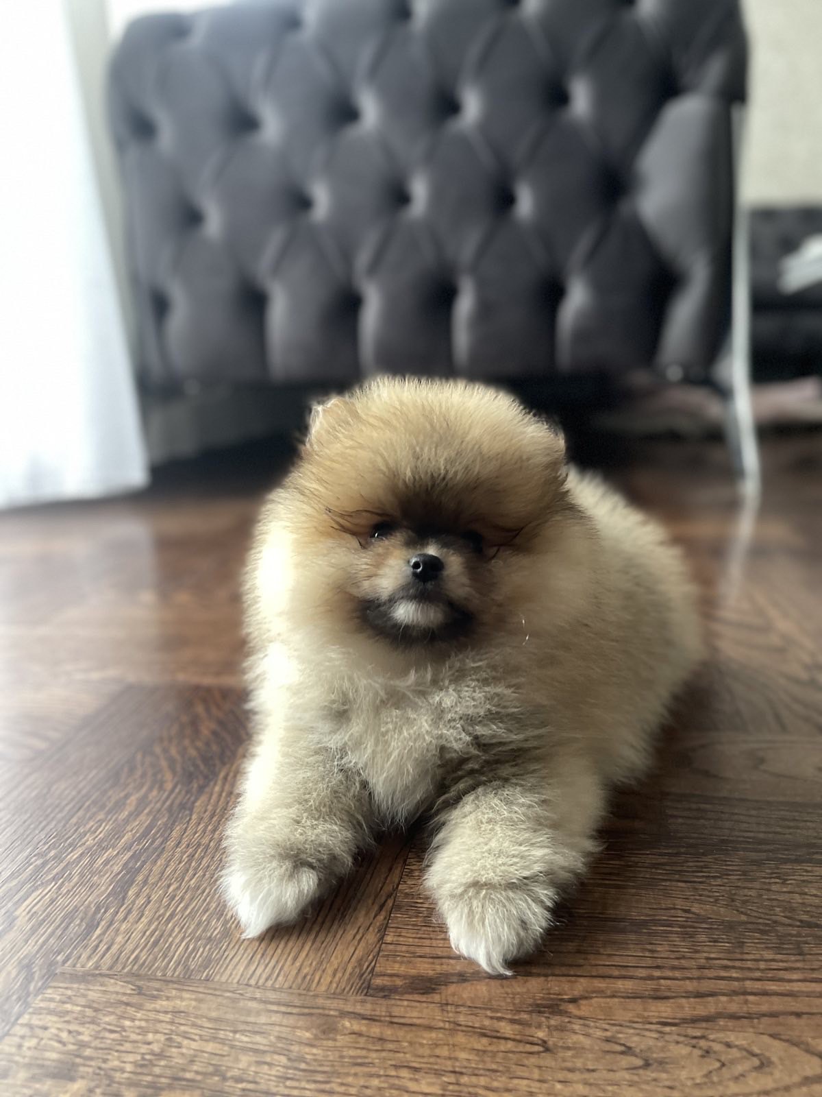 Predivni štenci pomeranaca 