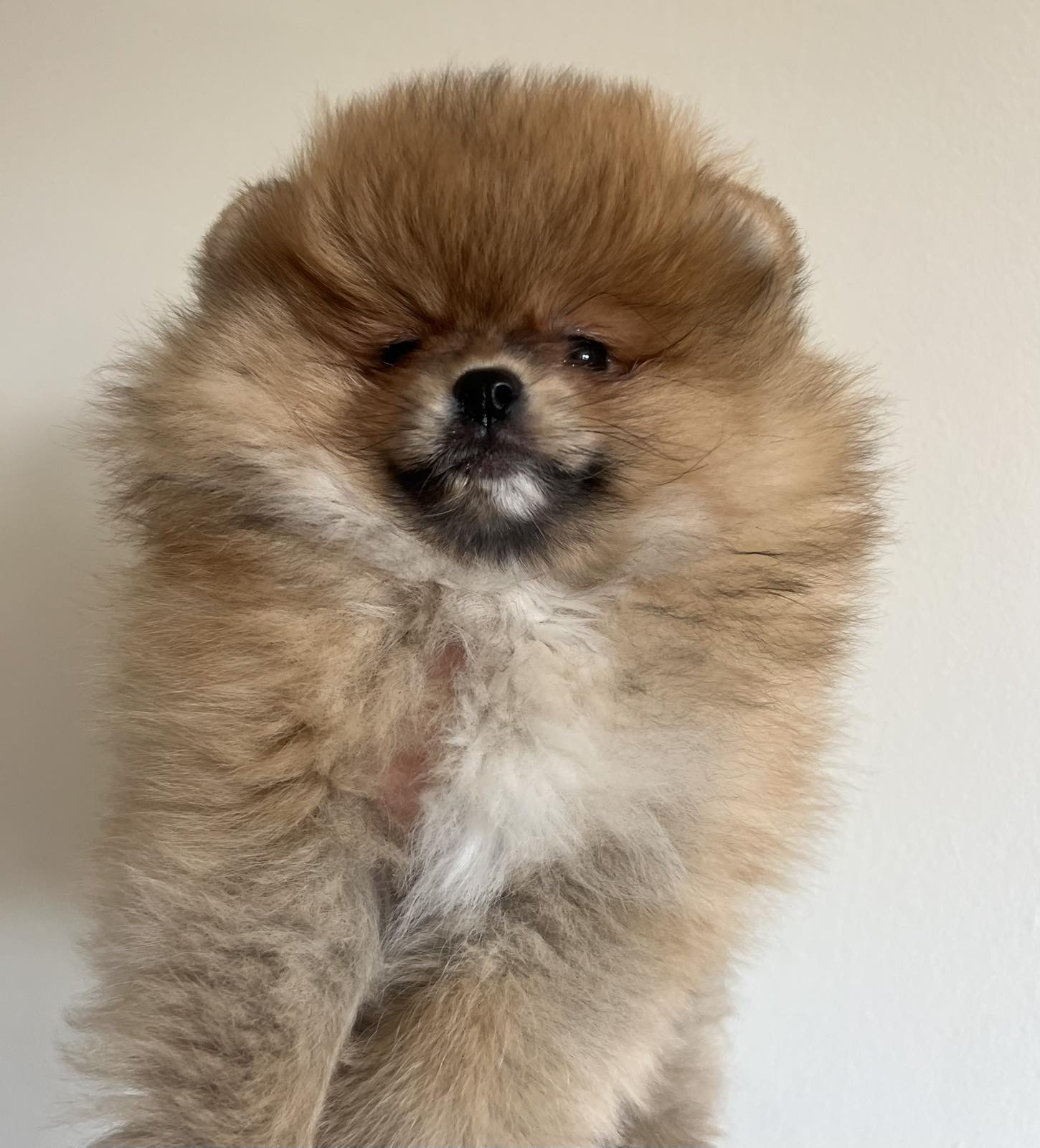Predivni štenci pomeranaca 