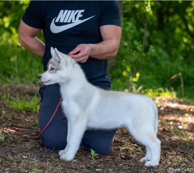 Sibirski Haski prelepi štenci