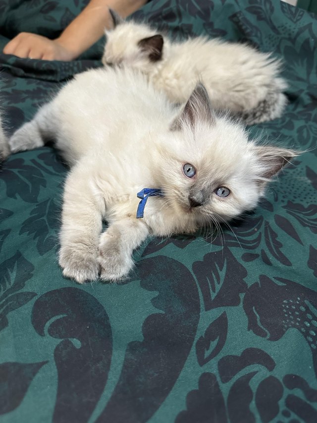 Ragdoll kittens ready to leave now