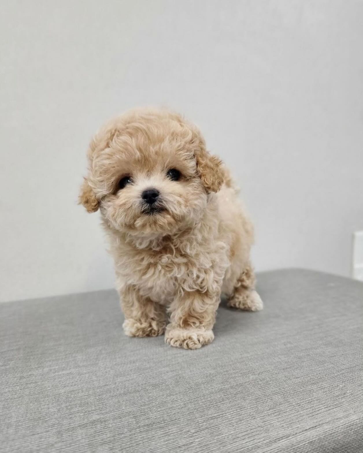 Schattige Teacup Maltipoo Puppy