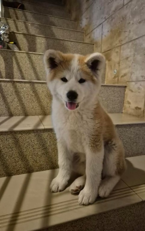 Japanska Akita žensko štene