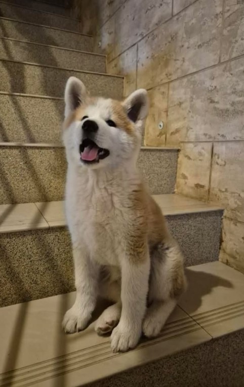 Japanska Akita žensko štene