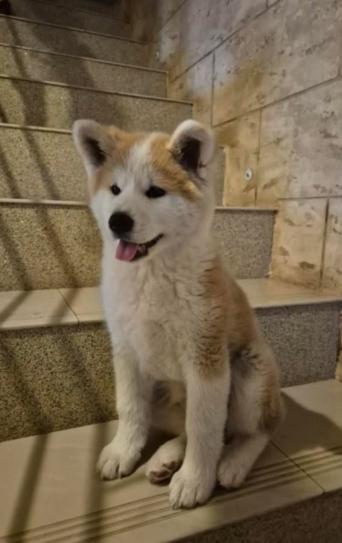 Japanska Akita žensko štene