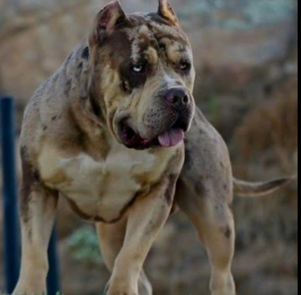 American Bully XL, Američki Buli štenci
