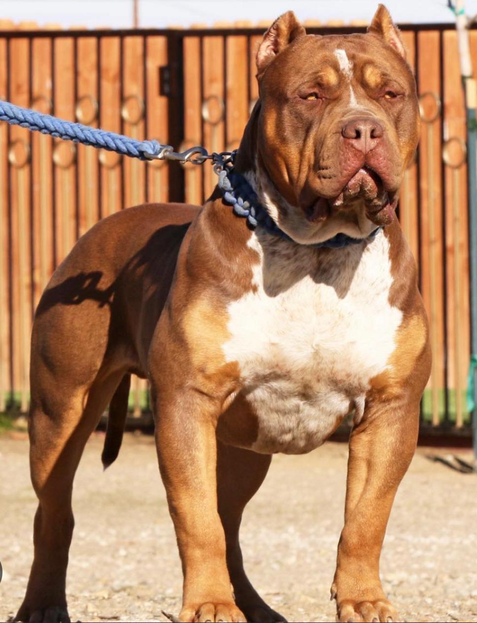 American Bully XL, Američki Buli štenci