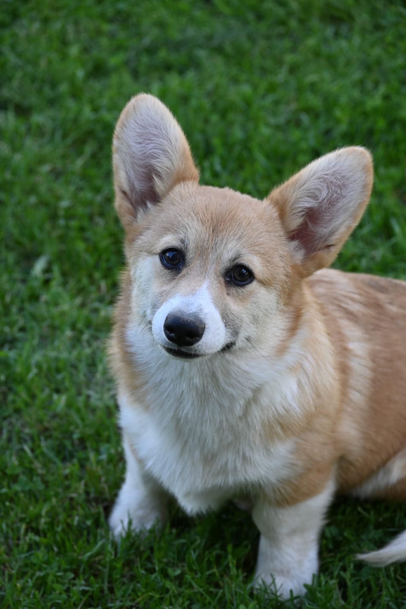 Velski korgi/Welsh Corgi Pembroke