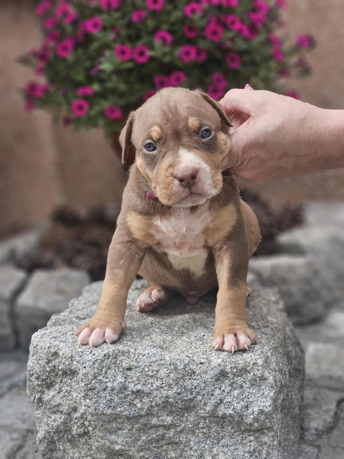 American Bully XL, Američki Buli štenci