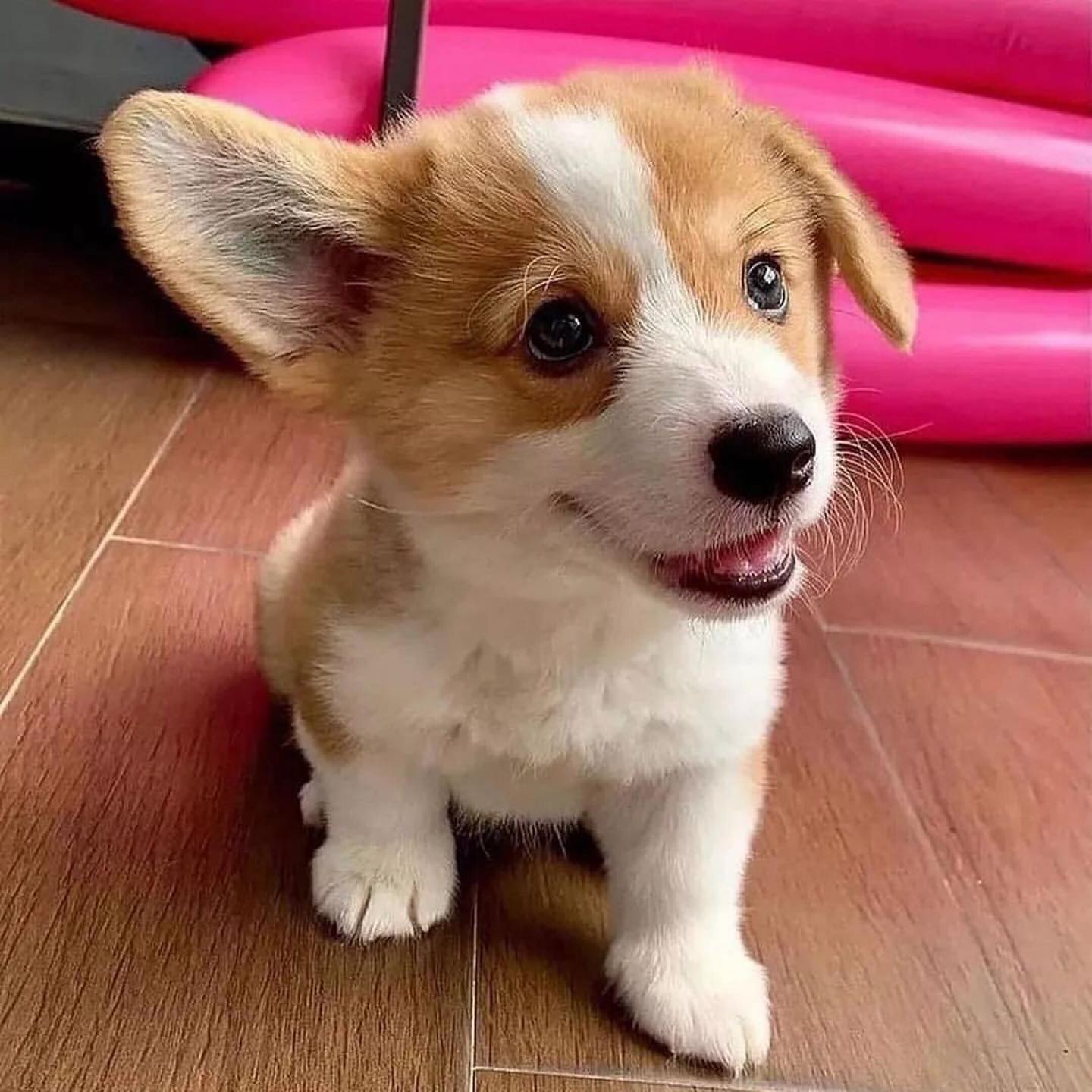Schattige Pembroke Welsh Corgi.