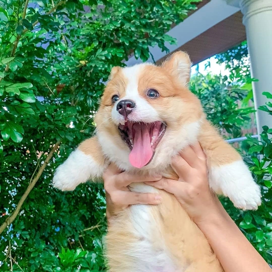 Schattige Pembroke Welsh Corgi.
