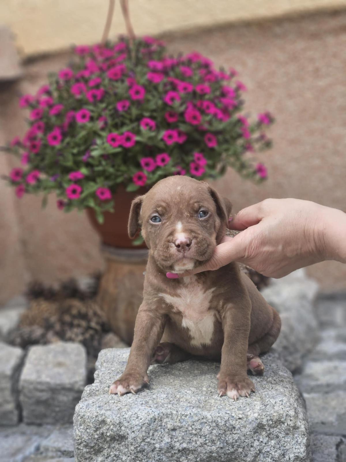 American Bully XL, Američki Buli štenci