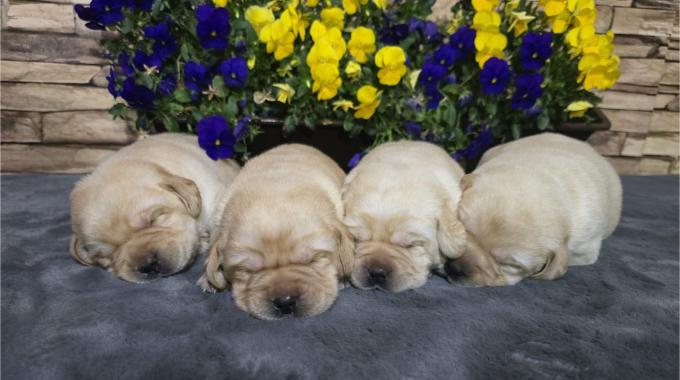Labrador retriver štenci