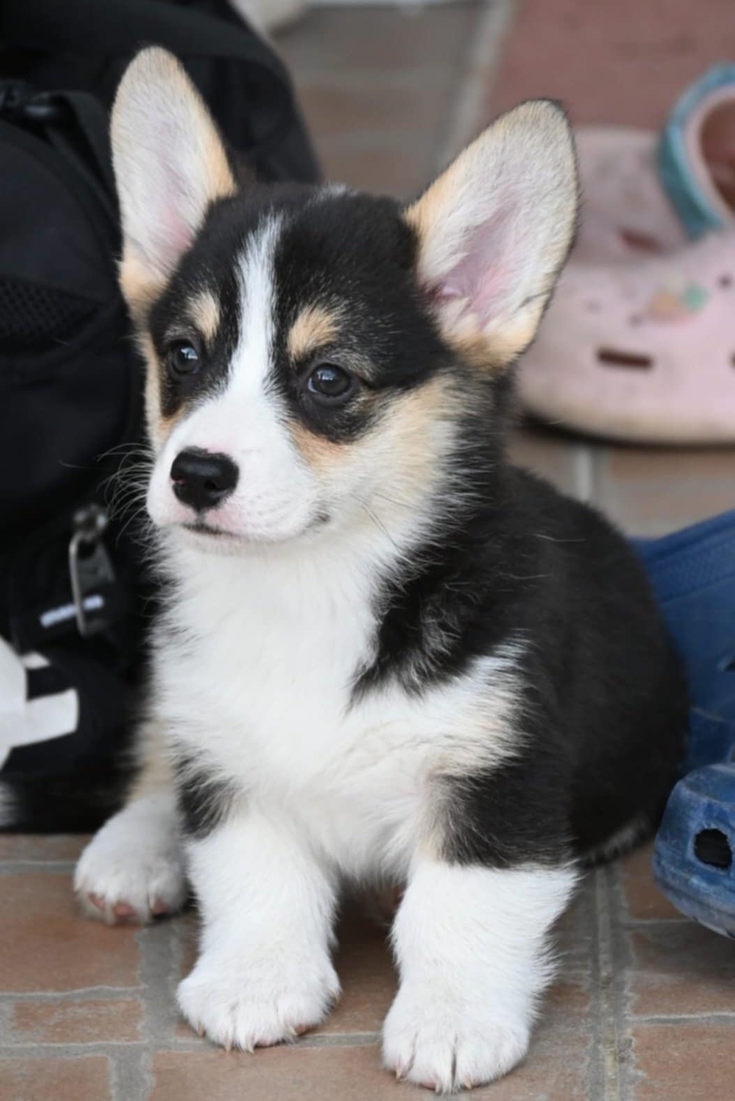 Velski korgi Welsh Corgi Pembroke