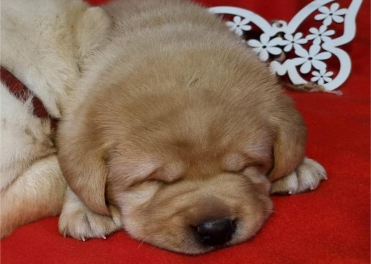 Labrador retriver štenci