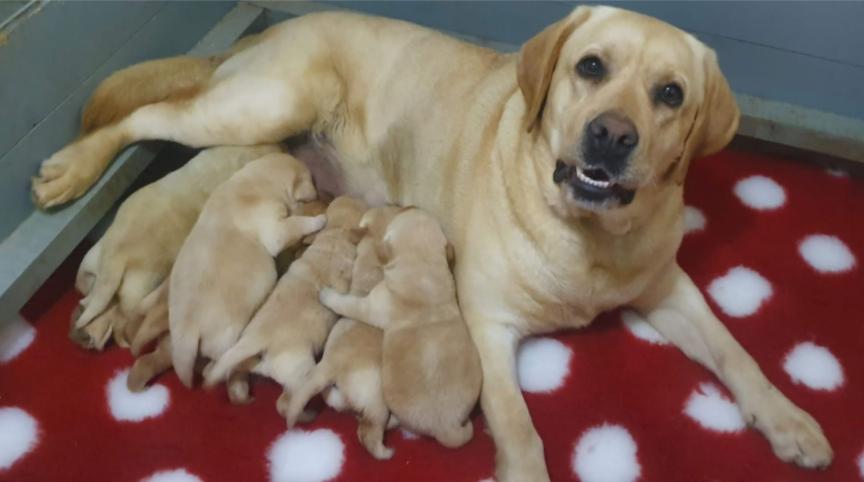 Labrador retriver štenci