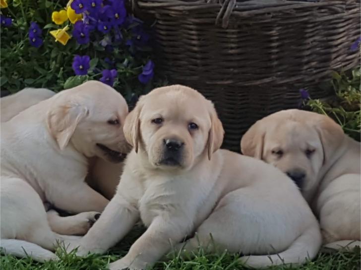 Labrador retriver štenci