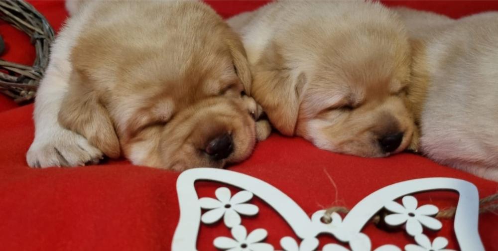 Labrador retriver štenci
