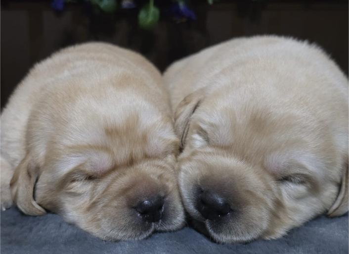 Labrador retriver štenci
