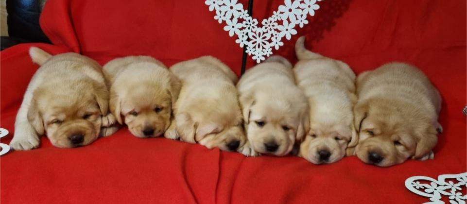 Labrador retriver štenci
