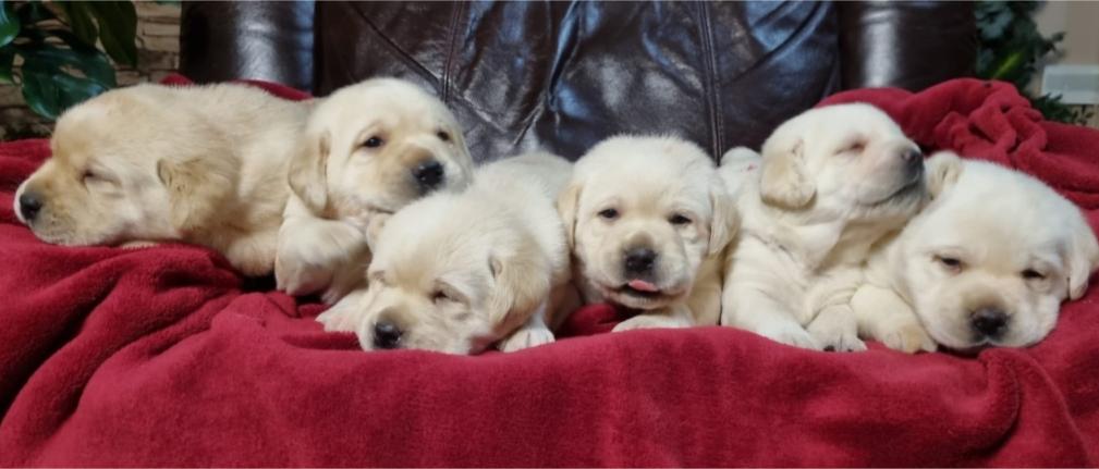Labrador retriver štenci