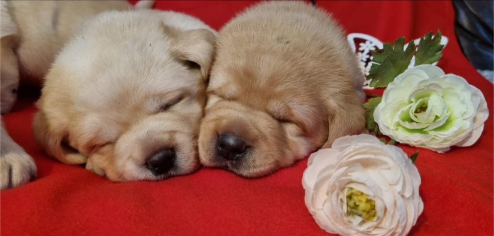 Labrador retriver štenci