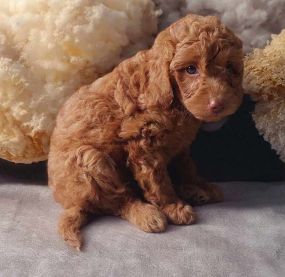Toy Pudle