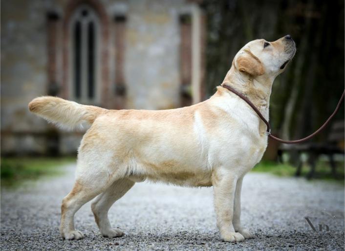 Labrador retriver štenci