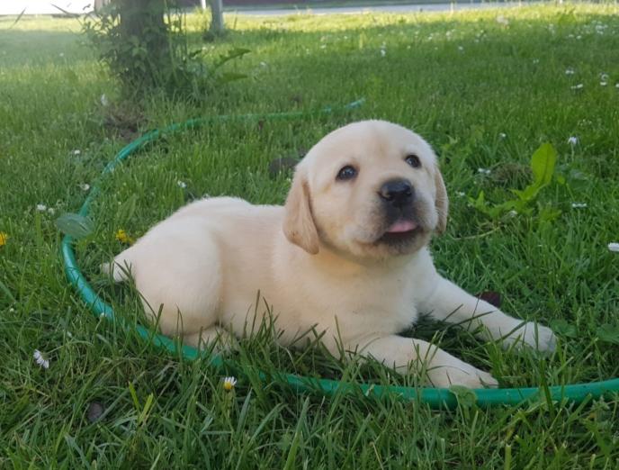 Labrador retriver štenci