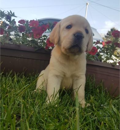 Labrador retriver štenci
